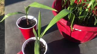 How to grow washingtonia robusta palms part 9 [upl. by Asta]