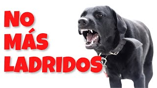 Callar Perros que Ladran con Ultrasonido  Efectivo 100 ✅  5 HORAS [upl. by Glynias]