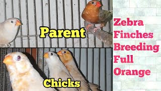 Zebra Finches Full Orange Breeding Pair with 4 Chicks  Full Orange Finch [upl. by Brebner]