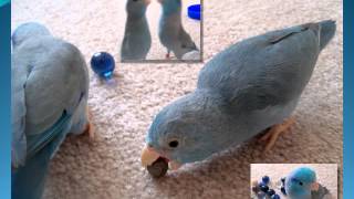 Meet the Parrotlets  An introduction to The Parrotlet [upl. by Flight]