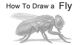 How to Draw a Fly Housefly [upl. by Sloane187]