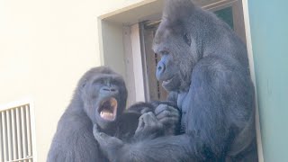 An emotional moment Gorilla father and son reconciled after a fight  Shabani Group [upl. by Rennie]