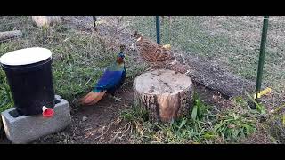 Himalayan Monal Pheasants [upl. by Aisanahta]