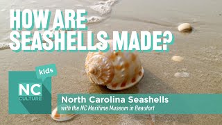 How Are Seashells Made North Carolina Seashells in Beaufort [upl. by Attiuqram900]