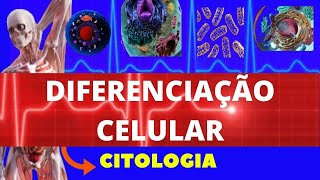 DIFERENCIAÇÃO CELULAR  ESPECIALIZAÇÃO CELULAR E APOPTOSE  CITOLOGIA [upl. by Hillinck]