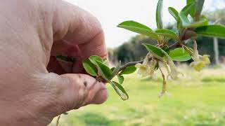 Langstelige olijfwilg Elaeagnus multiflora in bloei [upl. by Deedee]