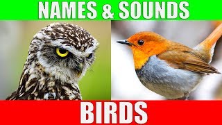 BIRDS Names and Sounds  Learn Bird Species in English [upl. by Mensch]