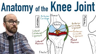 Anatomy of the Knee Joint [upl. by Musa]