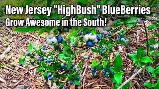 New Jersey quotHighBushquot BlueBerries Grow Awesome in the South [upl. by Mycah]