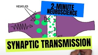 2Minute Neuroscience Synaptic Transmission [upl. by Iaht]