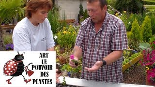 JardinageBoutures de surfinias comment faire une bouture [upl. by Eiuqnimod]