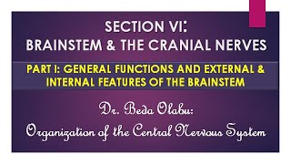 BRAINSTEM amp CRANIAL NERVES PART I – MORPHOLOGY OF THE MIDBRAIN PONS amp MEDULLA OBLONGATA [upl. by Notfol503]