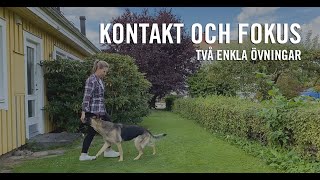 HUNDTRÄNING  Kontakt och Fokus [upl. by Marco]