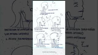 Topographie générale du cou [upl. by Ottinger]