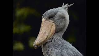 Shoebill storks sound effectThe Prehistoric bird [upl. by Lenej]