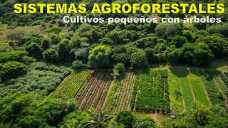 Sistemas agroforestales Milpa y frutales Discovery Mundo agriculturasostenible milpa cultivos [upl. by Woolley]