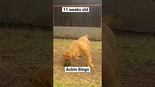 11 weeks old boerboel puppy [upl. by Philana]