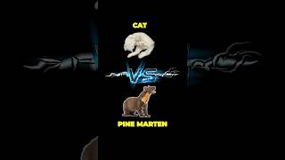 Cat VS Pine Marten CCTV footage 🙀🥊 funny cat shorts [upl. by Kowalski]