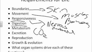 Chapter 1 Introduction to Anatomy and Physiologywmv [upl. by Dimond923]