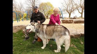 DANFORTH DOGNAPPING Purloined pooch reunited with owners [upl. by Bride]