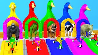 5 Giant Duck Cartoon Cow Elephant Tiger Paint Wild Animals Crossing Fountain Animation [upl. by Eralc]