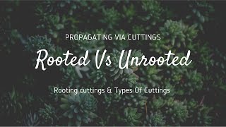 Rooted vs Unrooted cuttings  Rooting cuttings  Types of cuttings [upl. by Wilkens]