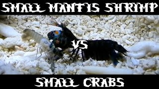 Small Smasher Mantis Shrimp VS Small Crabs [upl. by Osbert]