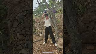 How To Handle The Remain Jujube Tree Stump [upl. by Dranyam]