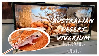 Australian Desert Arid Vivarium setup  DIPLODACTYLUS GALEATUS [upl. by Oimetra]