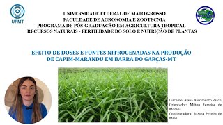 Efeito de doses e fontes nitrogenadas na produção de capimMarandu em Barra do Garças  MT 🌾ufmt [upl. by Nicky488]