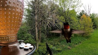 Ruby Throated Hummingbird [upl. by Eiltan]