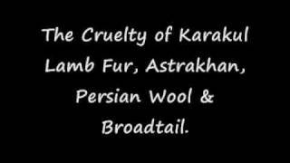 Karakul Lamb Fur Cruelty [upl. by Cuttler]