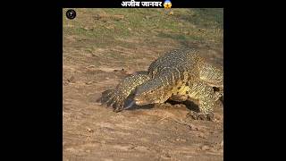 Sandfish कैसे जिंदा रहती है रेत में 😱sandfishshorts shortsfeed animals [upl. by Namara]