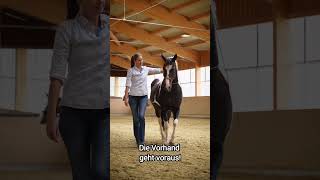 Traversale ✨ horsemanship artofriding horse equestrian workinhand [upl. by Tyoh227]