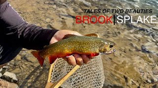 Fly Fishing BROOK TROUT and SPLAKE with STREAMERS [upl. by Sibelle]