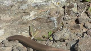 Eslizón ibérico Chalcides bedriagai  Bedriaga´s skink [upl. by Loziram443]