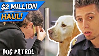 2000000 BUST Sniffer Dog Finds Illegal Substance At The Border [upl. by Noletta729]