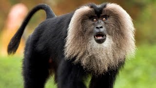 Most Dangerous Lion Tailed Macaque [upl. by Ketchum]