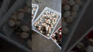 Automatic breeding machine 56 egg incubator with egg light tester  62 [upl. by Lehmann]