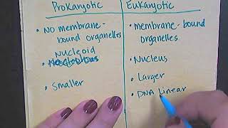 Notes  Prokaryotes vs Eukaryotes [upl. by Oremodlab650]