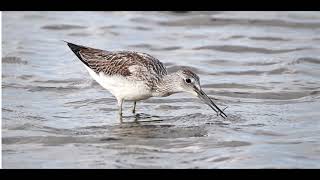 Greenshank 1h bird sound [upl. by Yarak220]