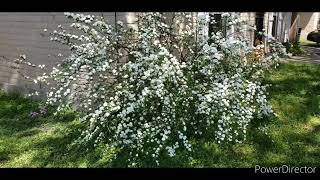 Double Bridal Wreath Spirea in Bloom [upl. by Teak]