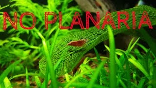 Using No Planaria [upl. by Ym870]