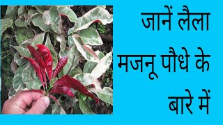 जानें लैलामजनू पौधे के बारे में Excoecaria plant laila majnu  care and tips [upl. by Arimahs545]