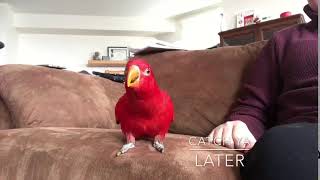 Talking Red Lory Bird [upl. by Weber]