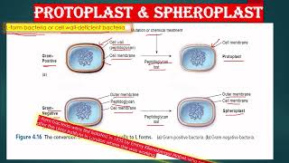 CELL WALL LESS BACTERIA AND CELL WALL DEFICIENT BACTERIA IN ENGLISH L FORM SPHEROPLAST PROTOPLAST [upl. by Ahtaela]