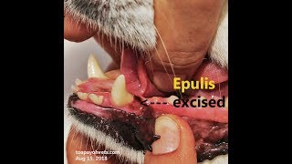 Epulis gum tumour in a 10yearold Spitz Pt 22 [upl. by Kreitman]