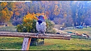 Male Redshafted Northern Flicker visits the nest 2024 10 11 04 35 18 221 [upl. by Ayotnom]