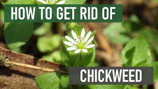 How to Get Rid of Chickweed 4 Easy Steps [upl. by Areht]