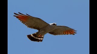 Sovi  Ictinia Plumbea Plumbeous kite captures prey capturando cigarra [upl. by Norraa194]